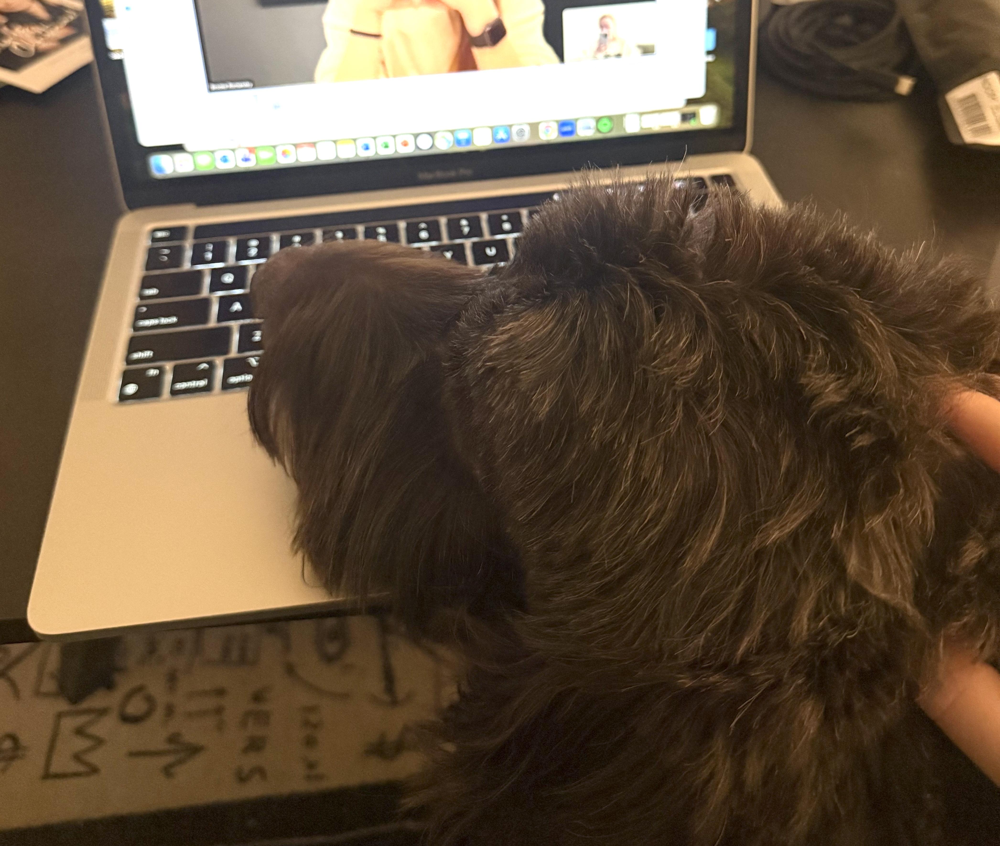 Bogey, an adopted mixed breed in Brooklyn, NY image 6/6