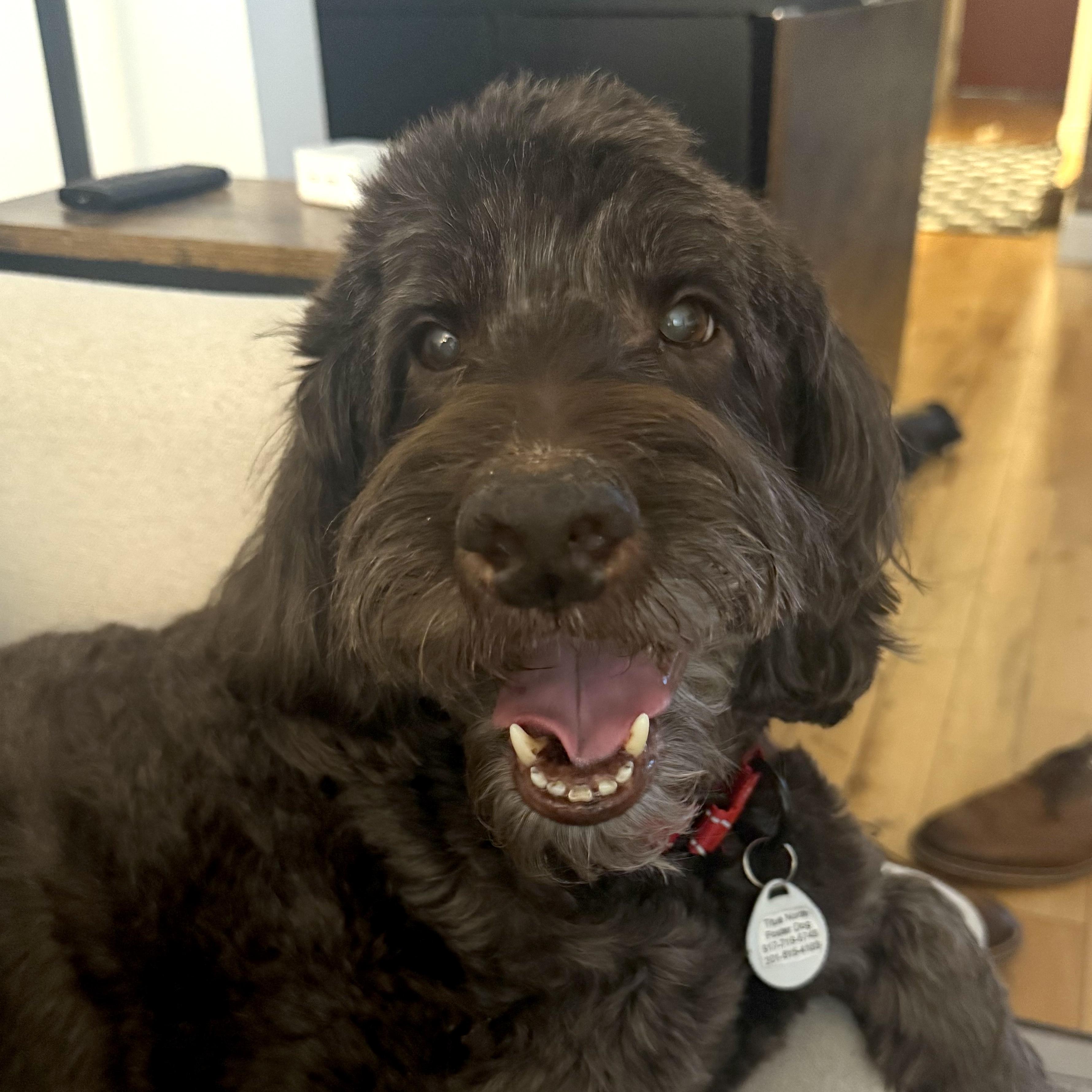 Bogey, an adopted mixed breed in Brooklyn, NY image 1/6