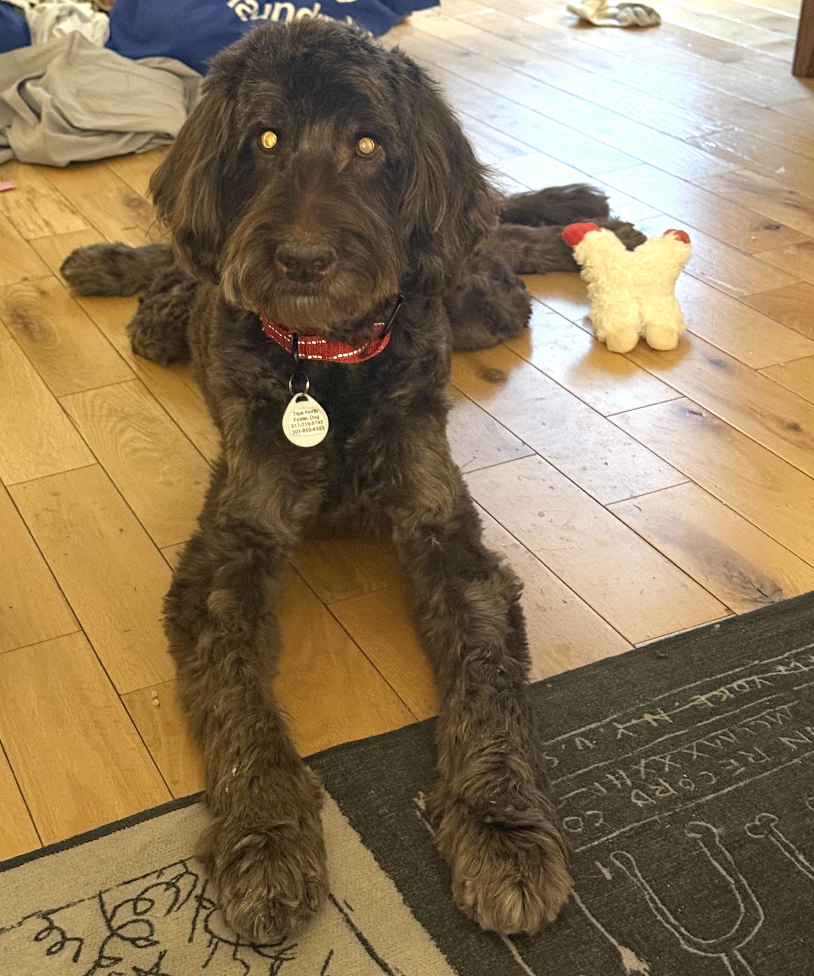 Bogey, an adopted mixed breed in Brooklyn, NY image 3/6