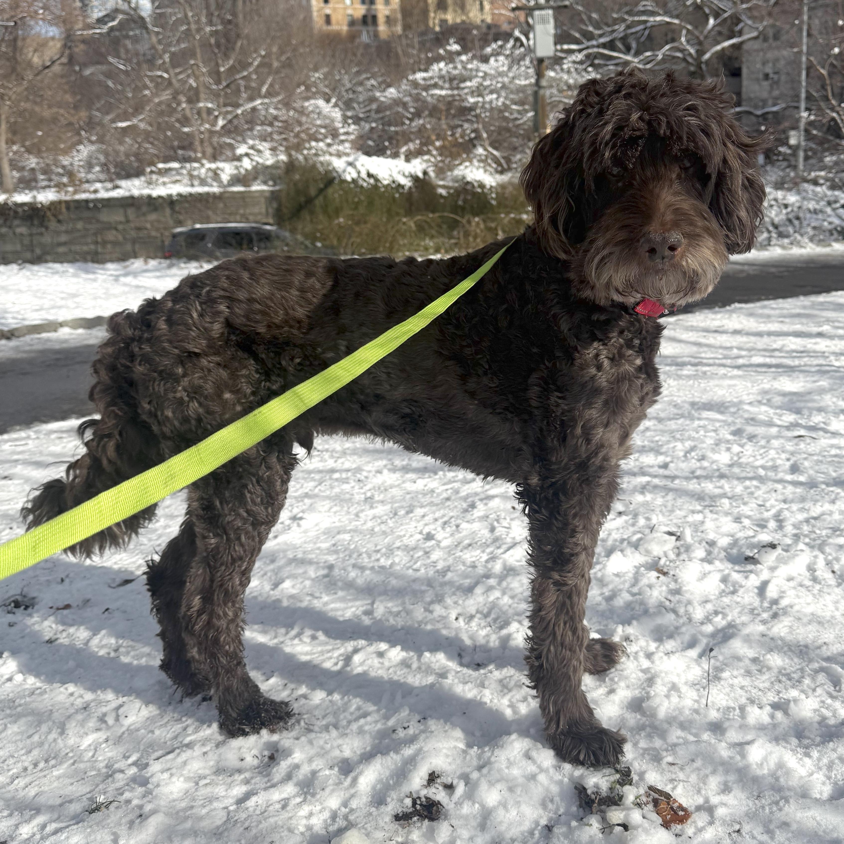 Bogey, an adopted mixed breed in Brooklyn, NY image 2/6