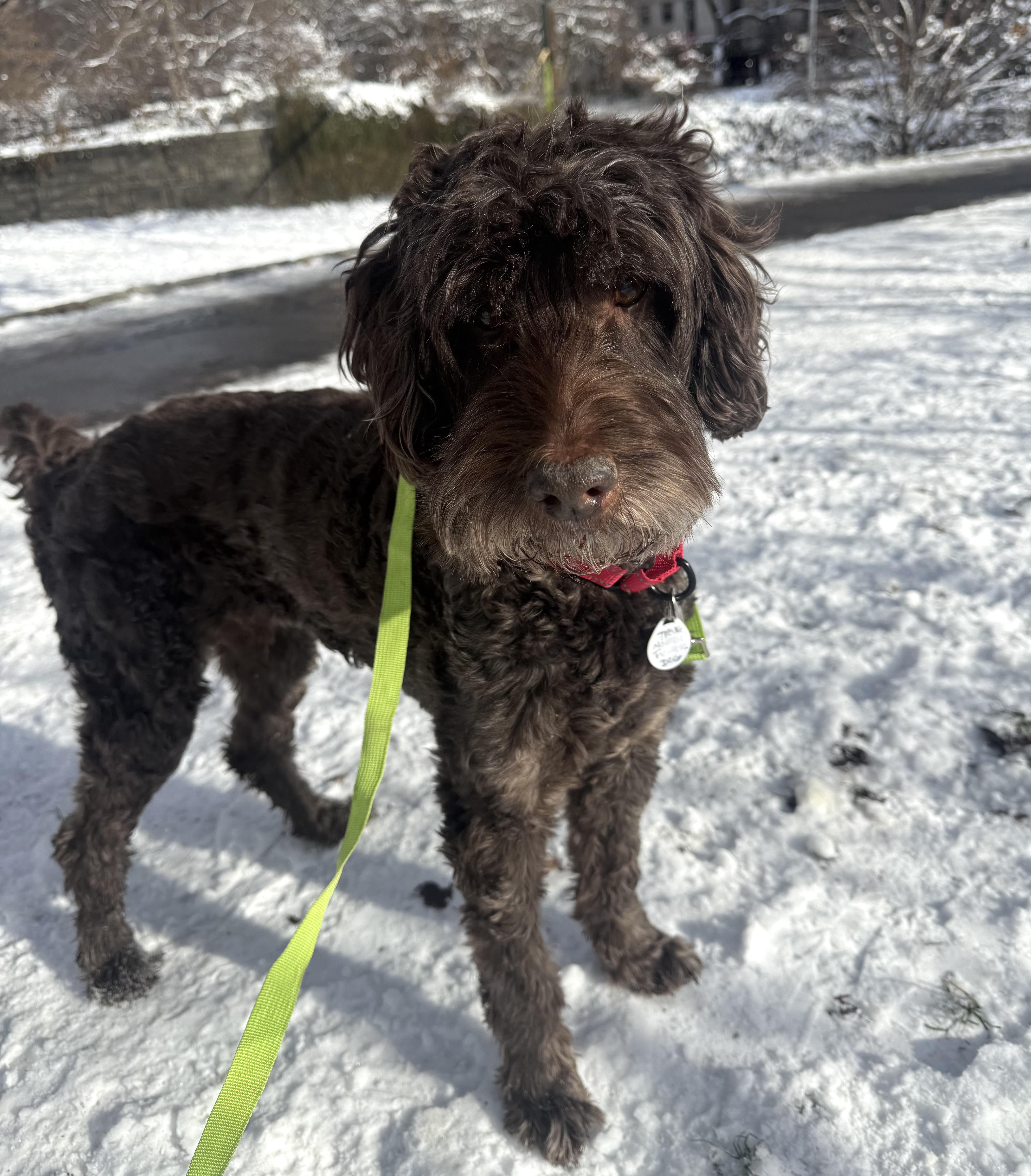 Bogey, an adopted mixed breed in Brooklyn, NY image 4/6