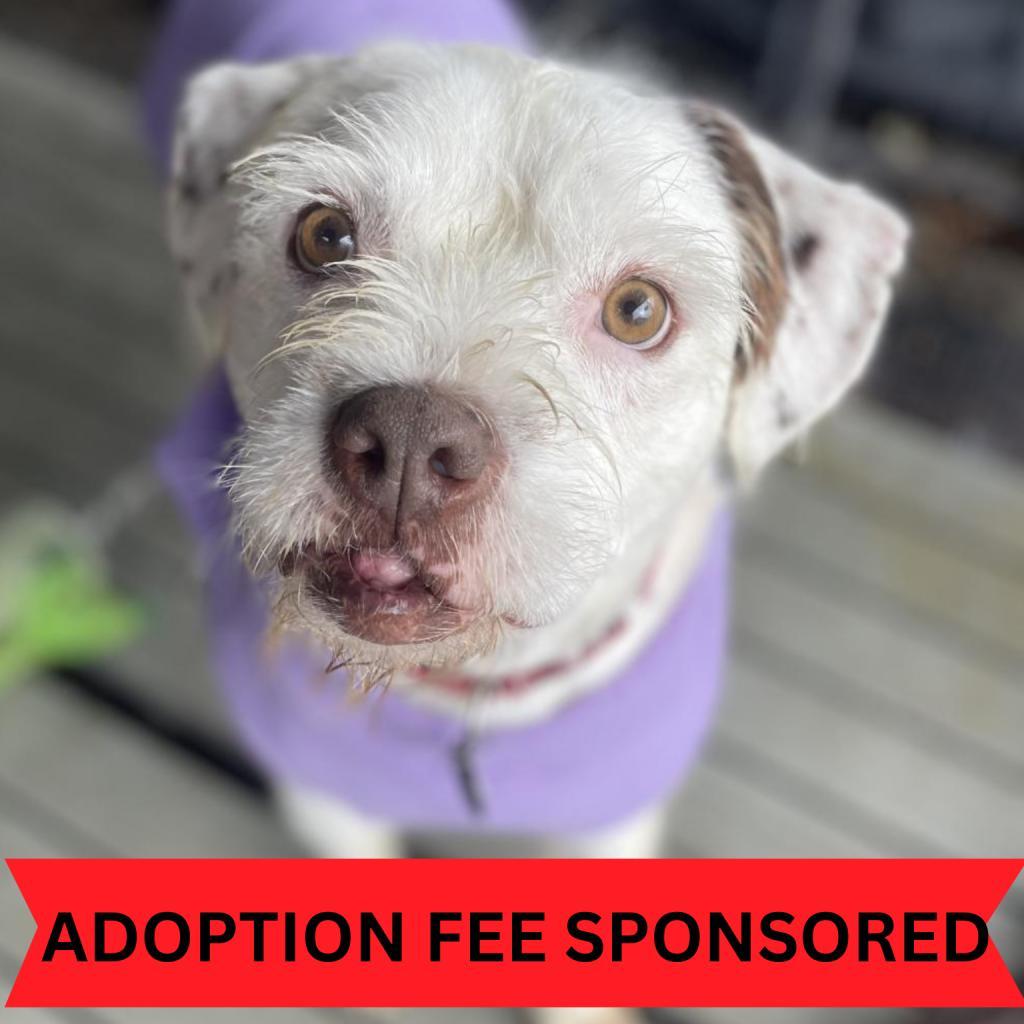 Kirby David, Adoptable, Senior Male Wirehaired Terrier.