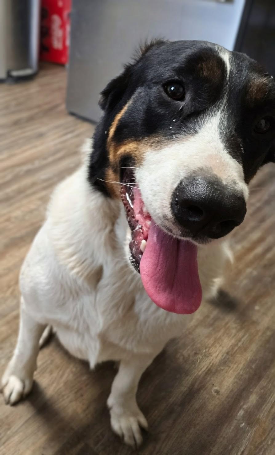 Chiquita, a Adoptable mixed breed image 2/4