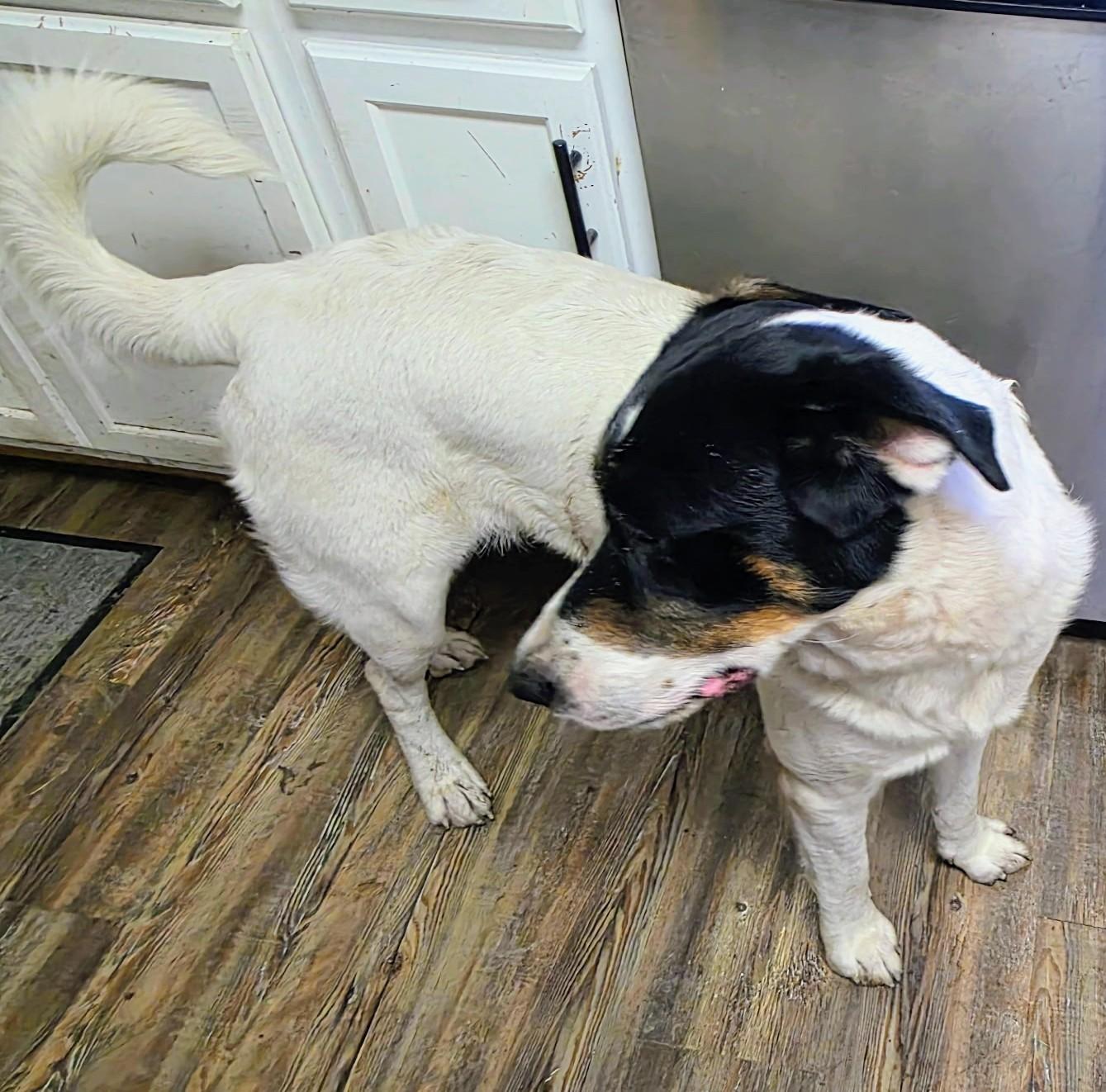 Chiquita, a Adoptable mixed breed image 3/4