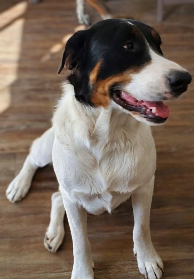 Chiquita, a Adoptable mixed breed image 4/4