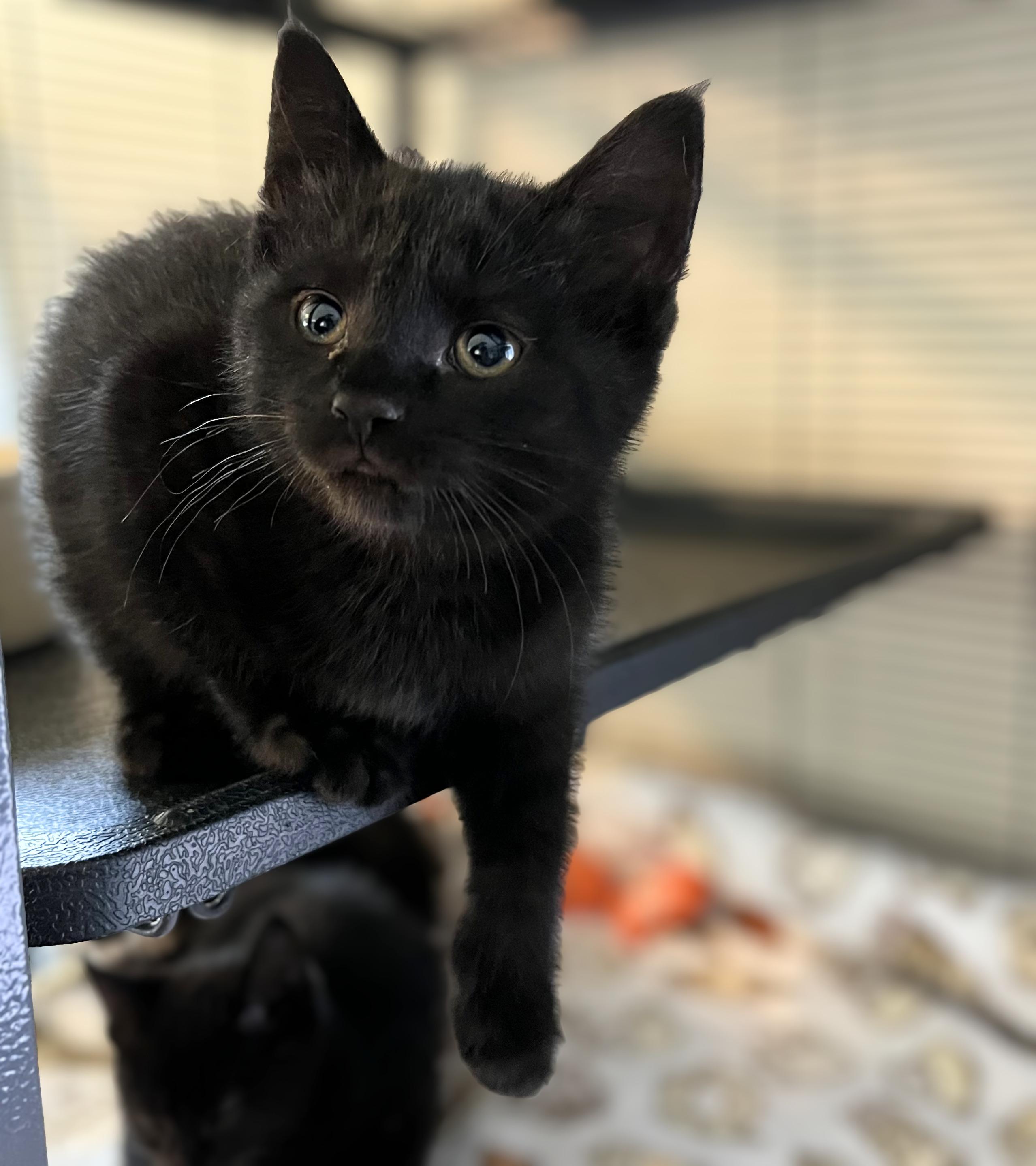 Enlarge Ray Ray, an adopted Domestic Short Hair in Wooster, OH image 1/1