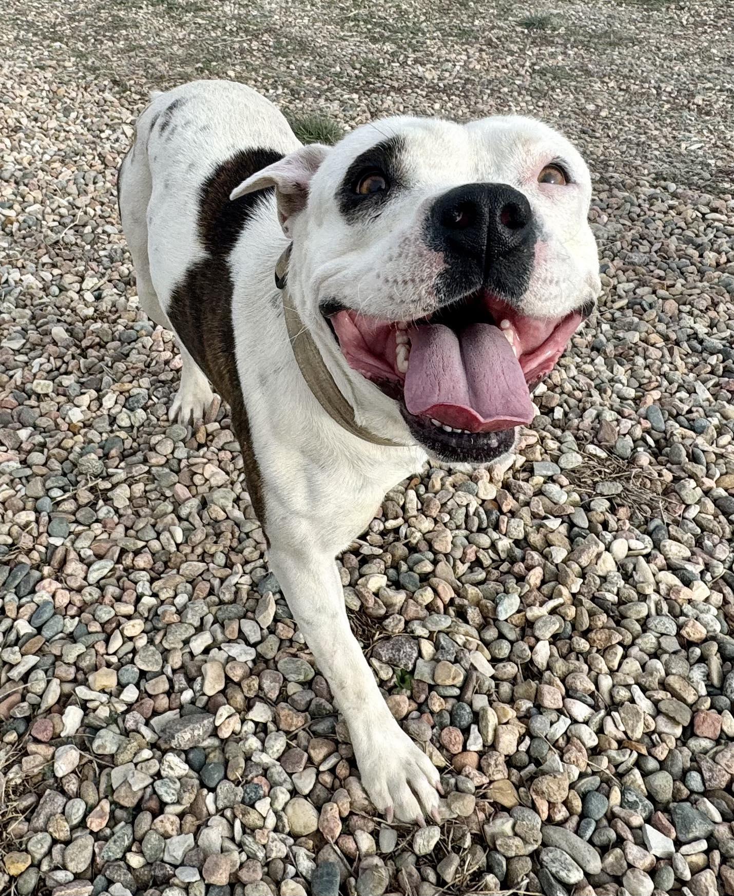 Enlarge Panda, a Adoptable mixed breed in RYE, CO image 1/5