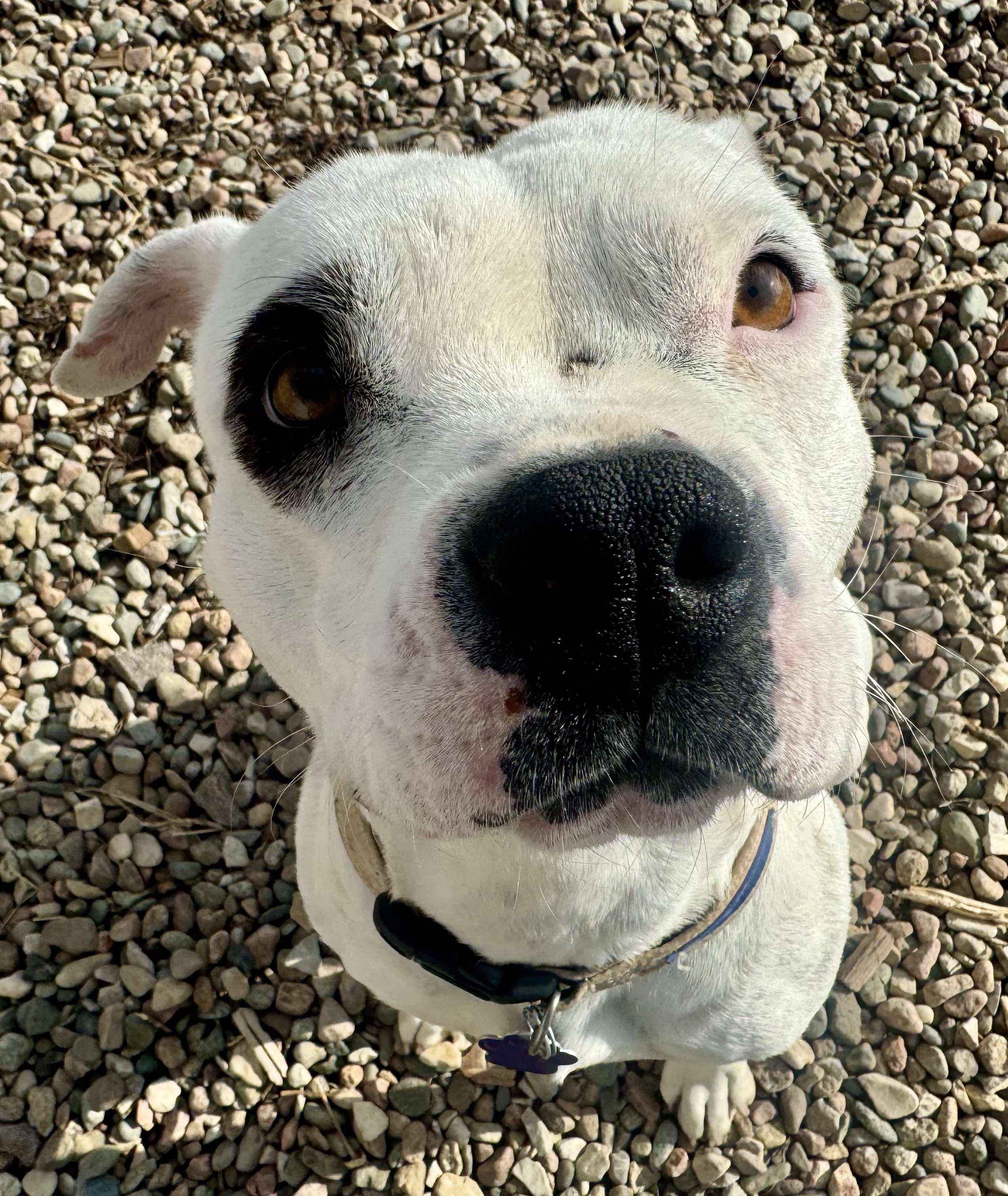 Enlarge Panda, a Adoptable mixed breed in RYE, CO image 2/5