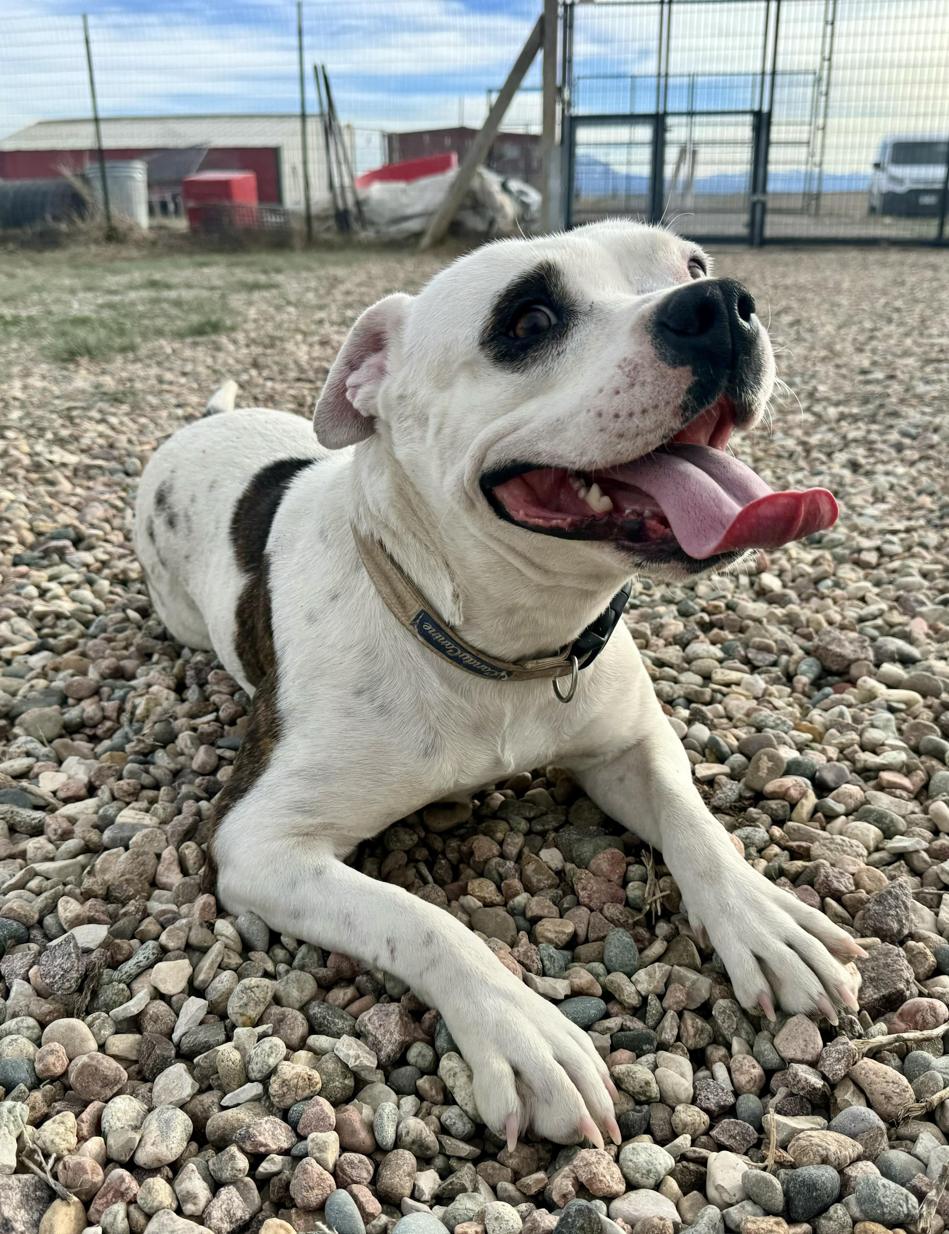 Enlarge Panda, a Adoptable mixed breed in RYE, CO image 3/5
