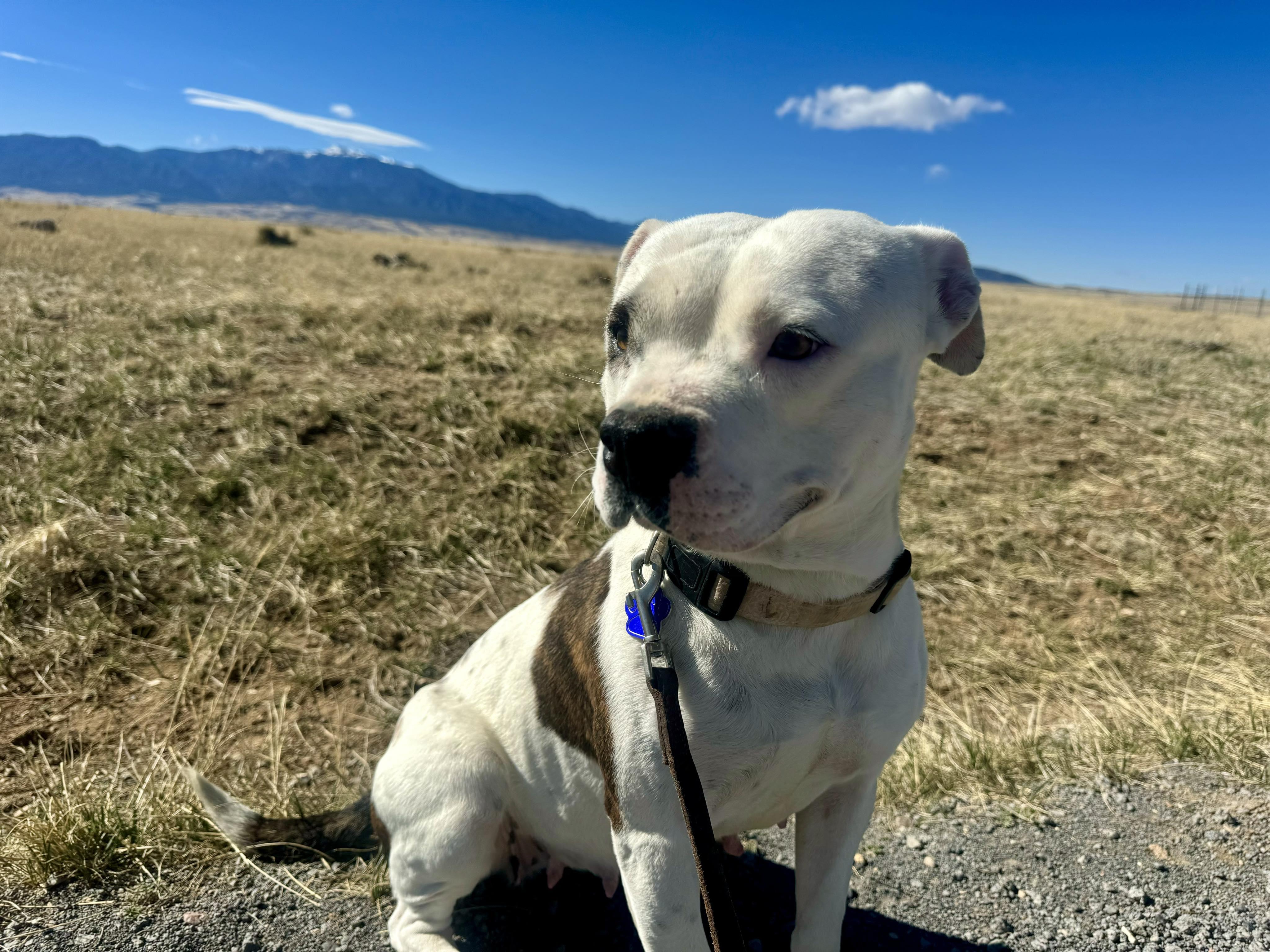 Enlarge Panda, a Adoptable mixed breed in RYE, CO image 4/5