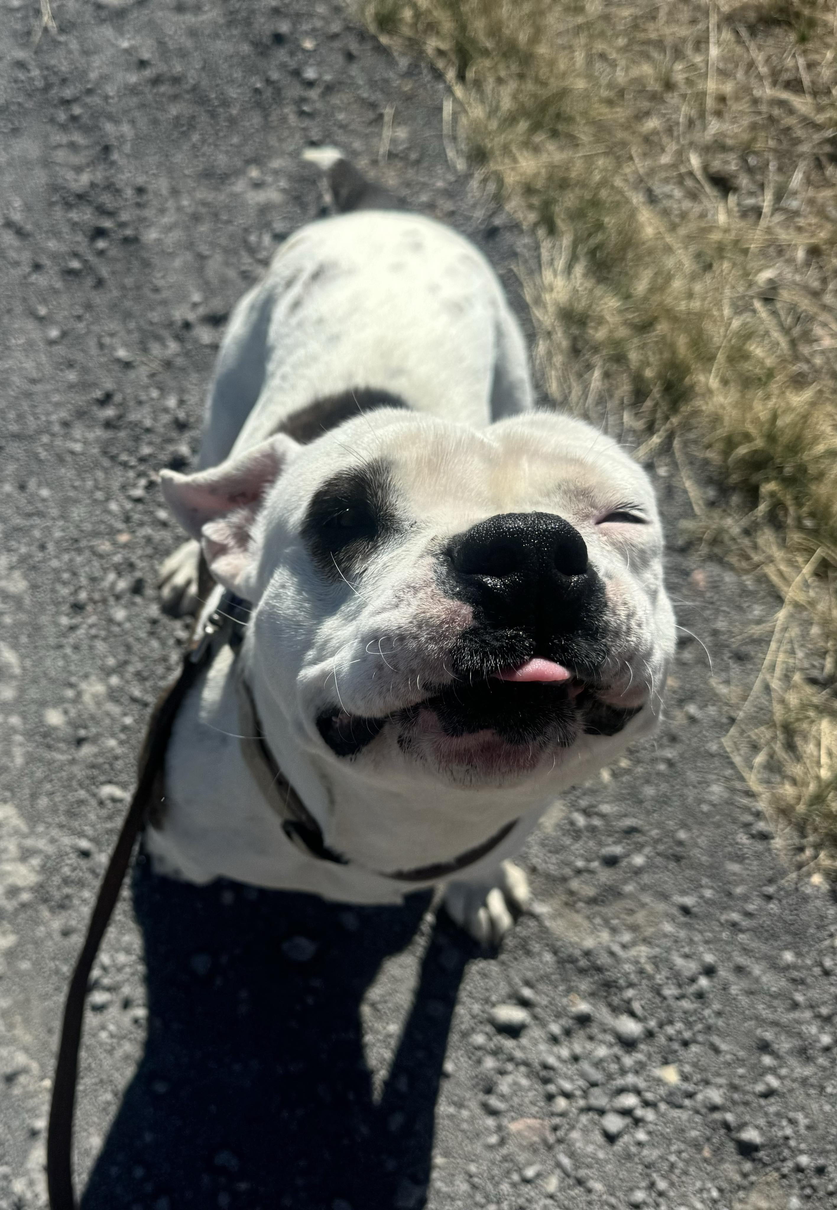 Enlarge Panda, a Adoptable mixed breed in RYE, CO image 5/5