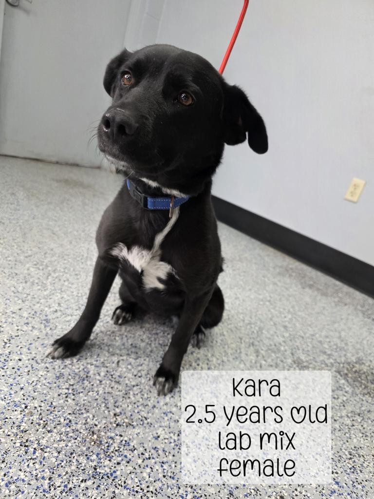 Enlarge Heart, a Adoptable mixed breed in Holbrook, AZ image 1/1