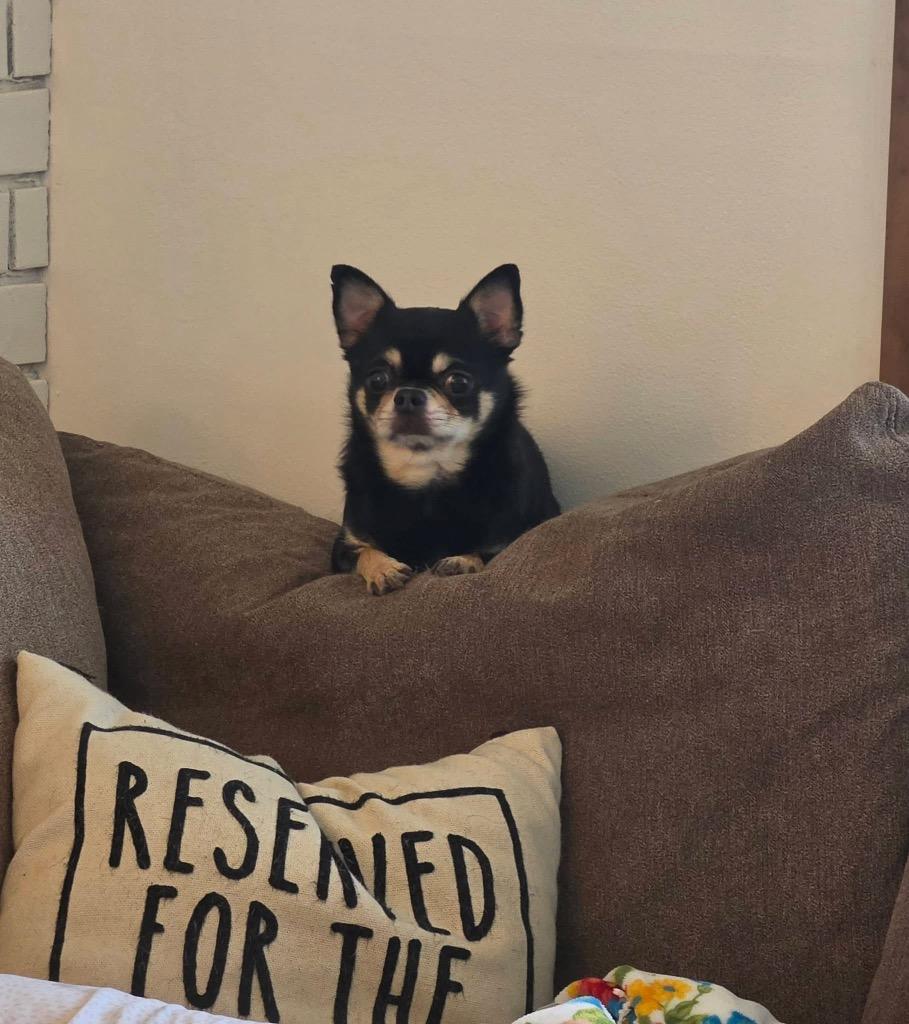 Moe, Adopted, Adult Male Chihuahua.