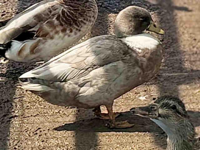 A1952120, Adoptable, Adult Male Duck.