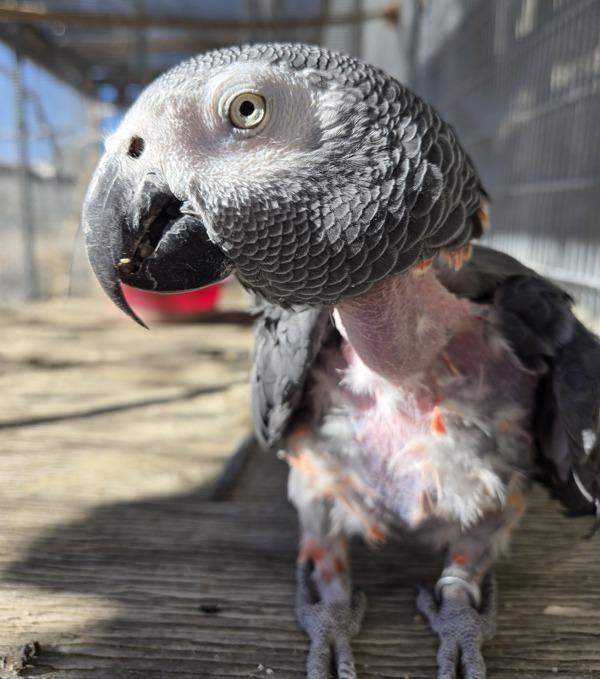 Taffy, Adoptable, Senior Male African Grey.