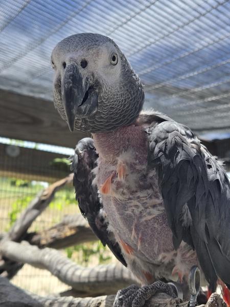 Taffy, Adoptable, Senior Male African Grey.
