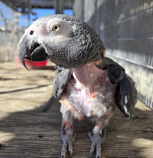 Enlarge Taffy, a Adoptable African Grey in Elizabeth, CO image 2/6