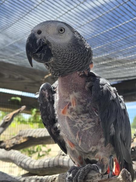Enlarge Taffy, a Adoptable African Grey in Elizabeth, CO image 3/6