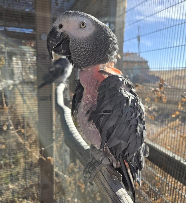 Enlarge Taffy, a Adoptable African Grey in Elizabeth, CO image 5/6