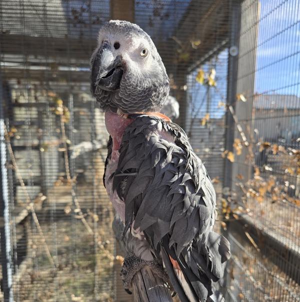 Enlarge Taffy, a Adoptable African Grey in Elizabeth, CO image 6/6