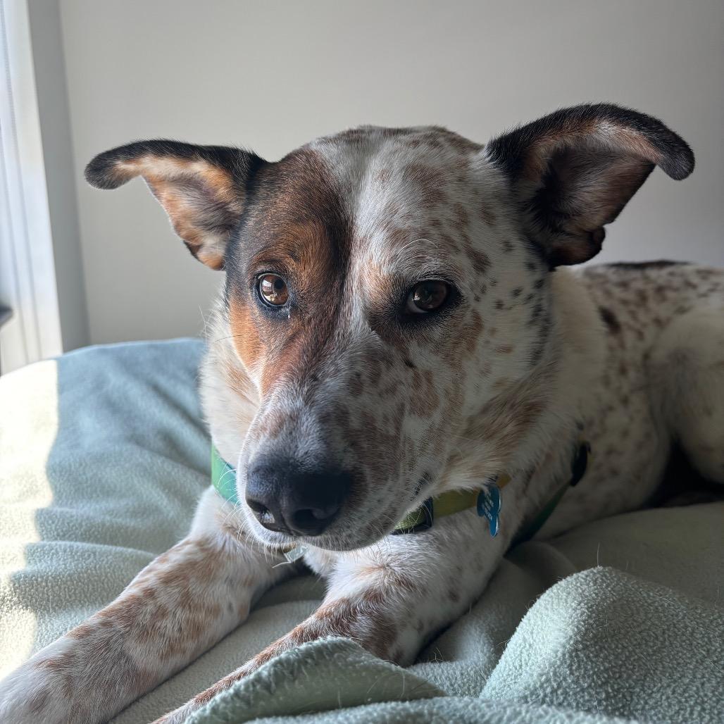 Patch, Adoptable, Adult Male Cattle Dog & Mixed Breed.