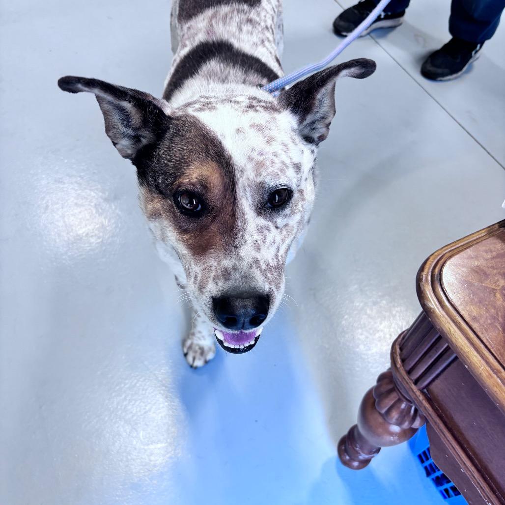Enlarge Patch, a Adoptable mixed breed in Bismarck, ND image 2/6
