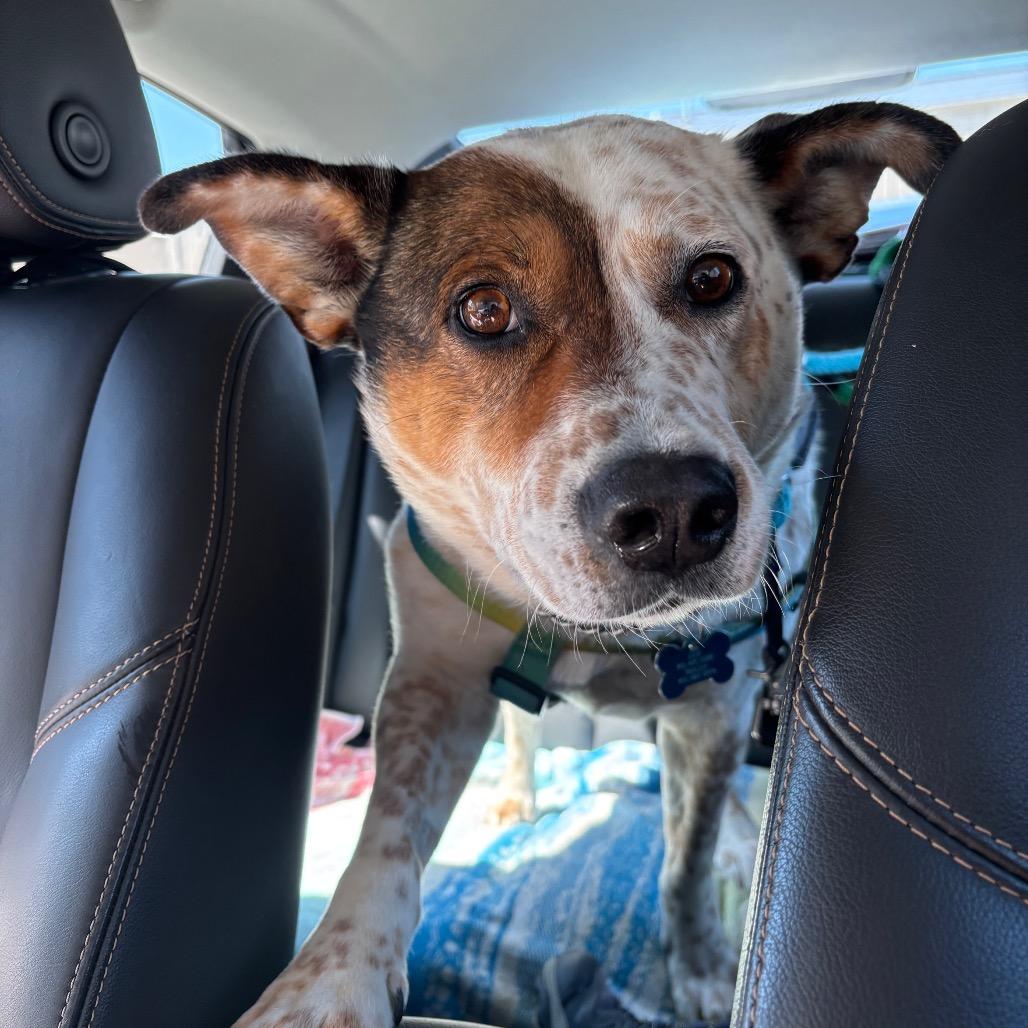 Enlarge Patch, a Adoptable mixed breed in Bismarck, ND image 3/6