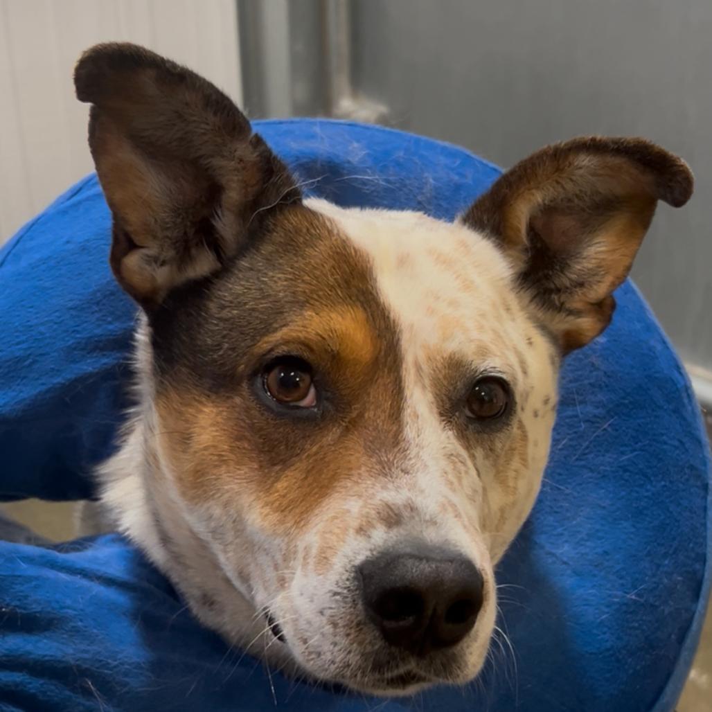 Enlarge Patch, a Adoptable mixed breed in Bismarck, ND image 4/6