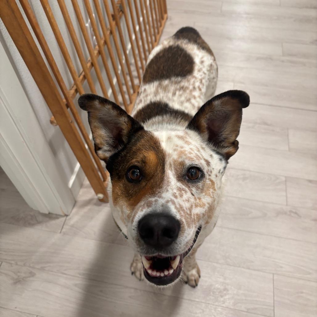 Enlarge Patch, a Adoptable mixed breed in Bismarck, ND image 5/6