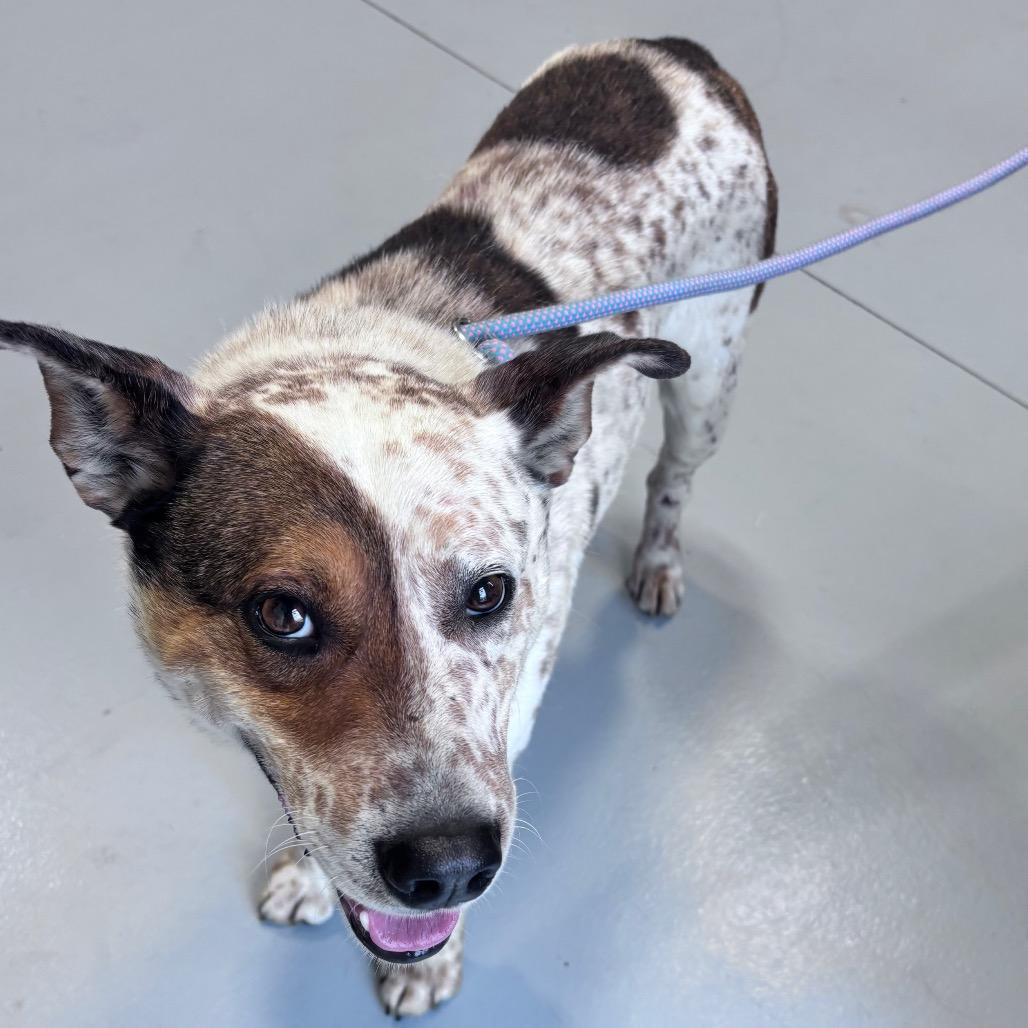 Enlarge Patch, a Adoptable mixed breed in Bismarck, ND image 6/6