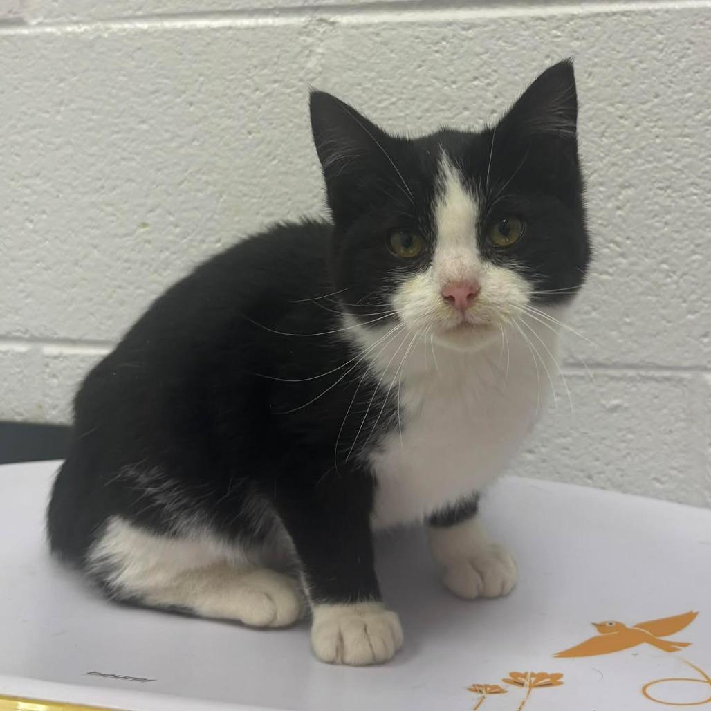 Libby, Adoptable, Kitten Female Domestic Short Hair.