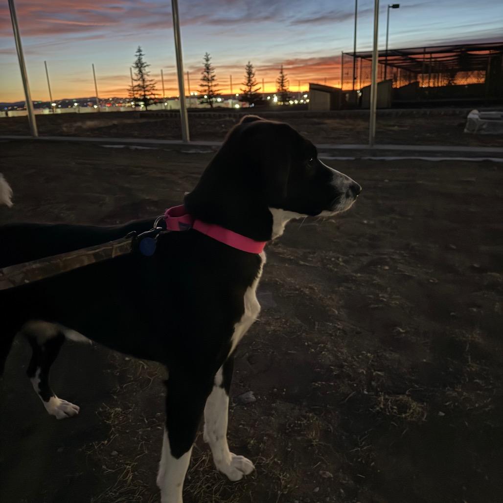 Enlarge Doc, a Adoptable Mixed Breed in Great Falls, MT image 2/4