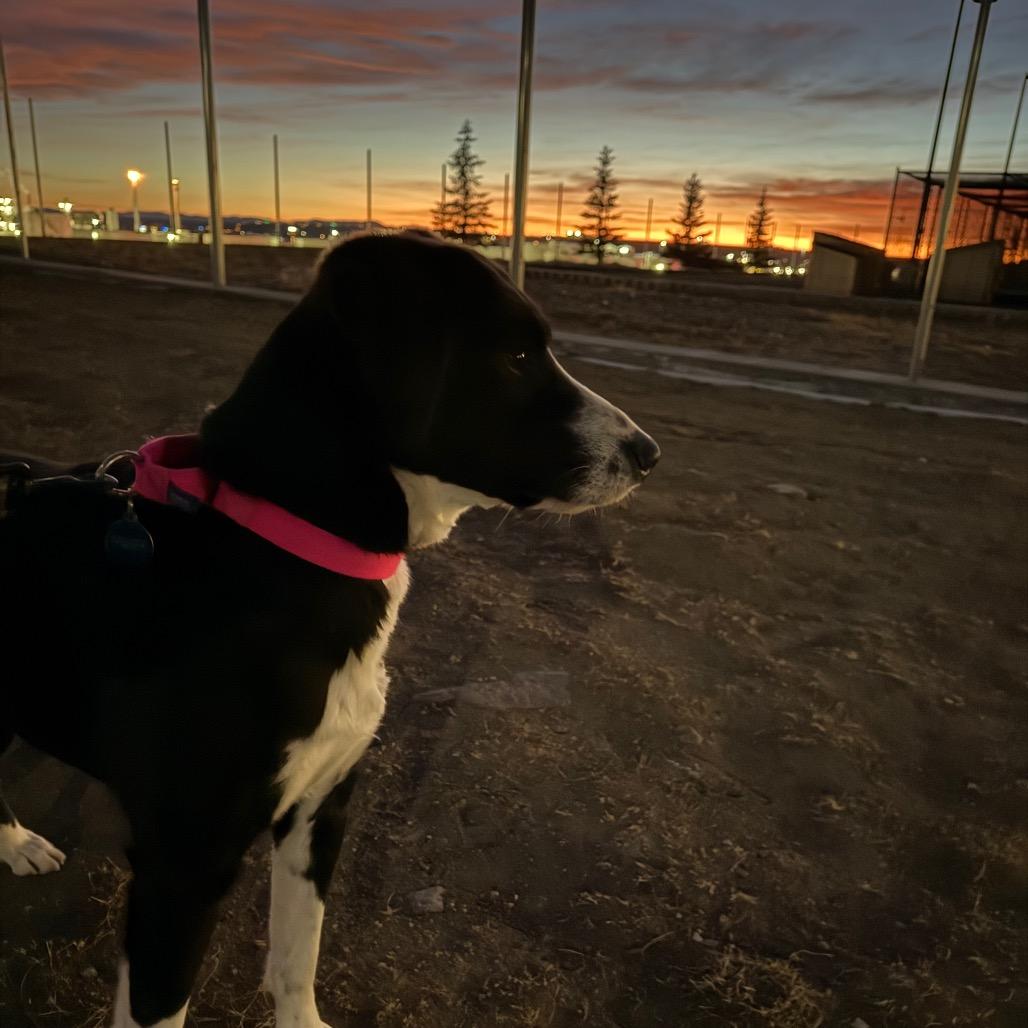 Enlarge Doc, a Adoptable Mixed Breed in Great Falls, MT image 3/4