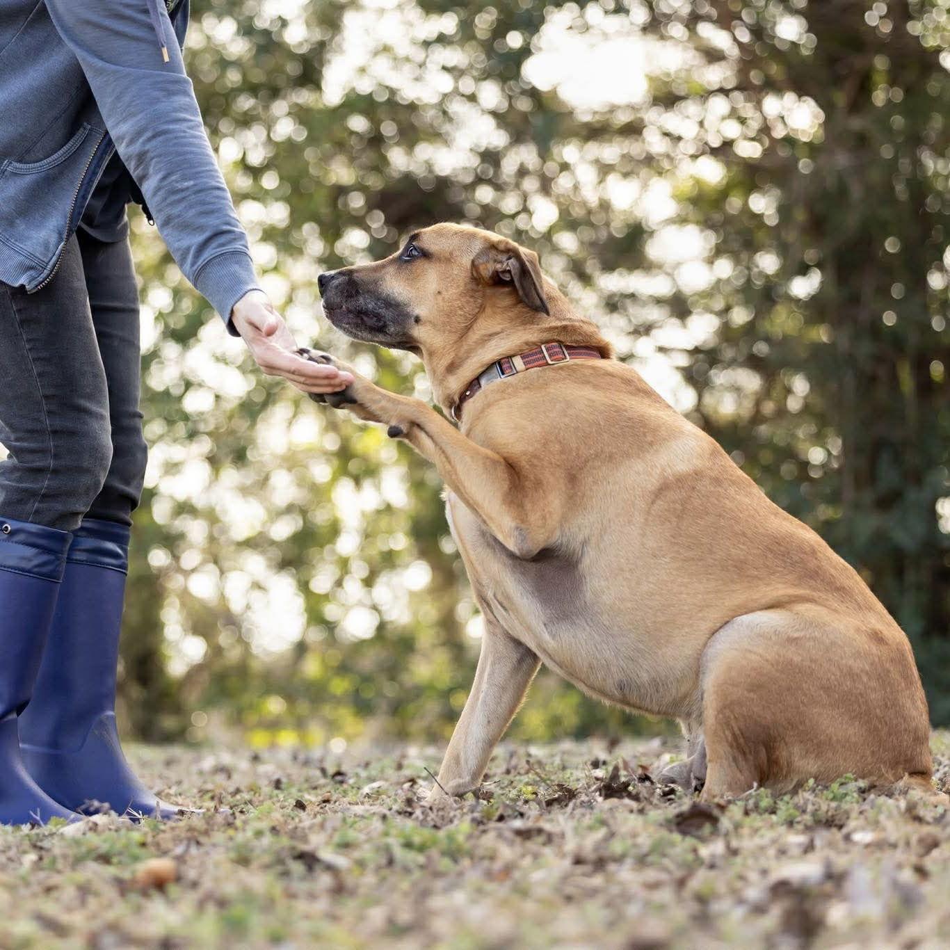 Buddy, Adoptable, Adult Male Labrador Retriever.