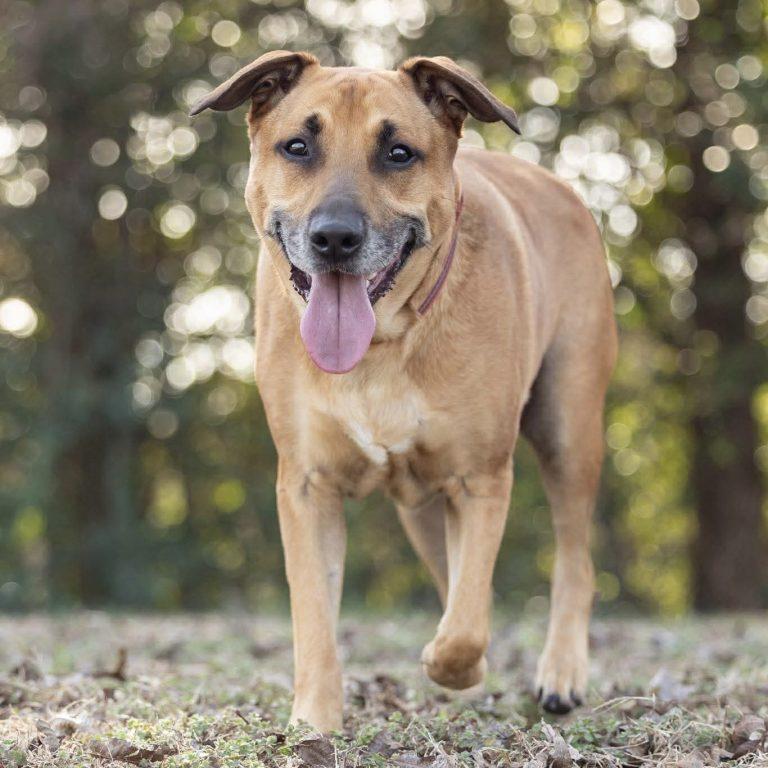 Enlarge Buddy, a Adoptable Labrador Retriever in Holly Springs, NC image 2/3