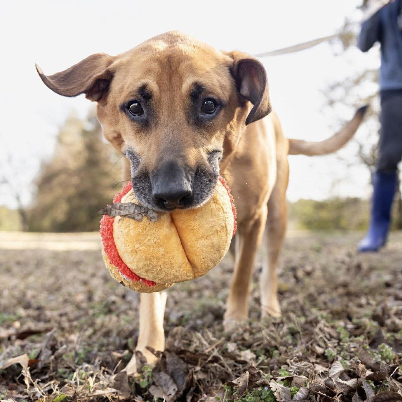 Enlarge Buddy, a Adoptable Labrador Retriever in Holly Springs, NC image 1/3