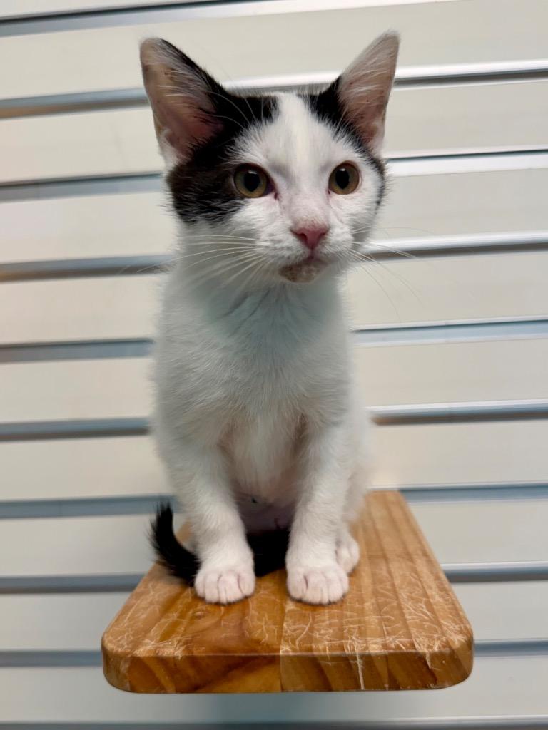 Cinnamon Roll, Adoptable, Kitten Female Domestic Short Hair.
