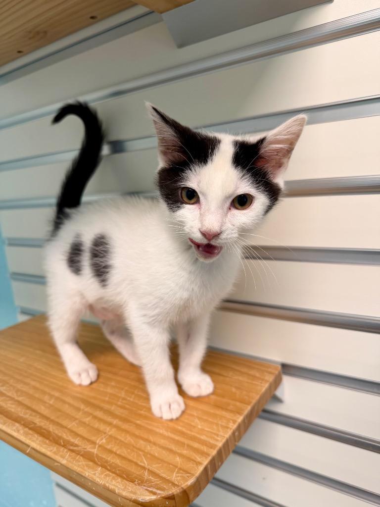 Enlarge Cinnamon Roll, a Adoptable mixed breed in Cape Coral, FL image 2/2