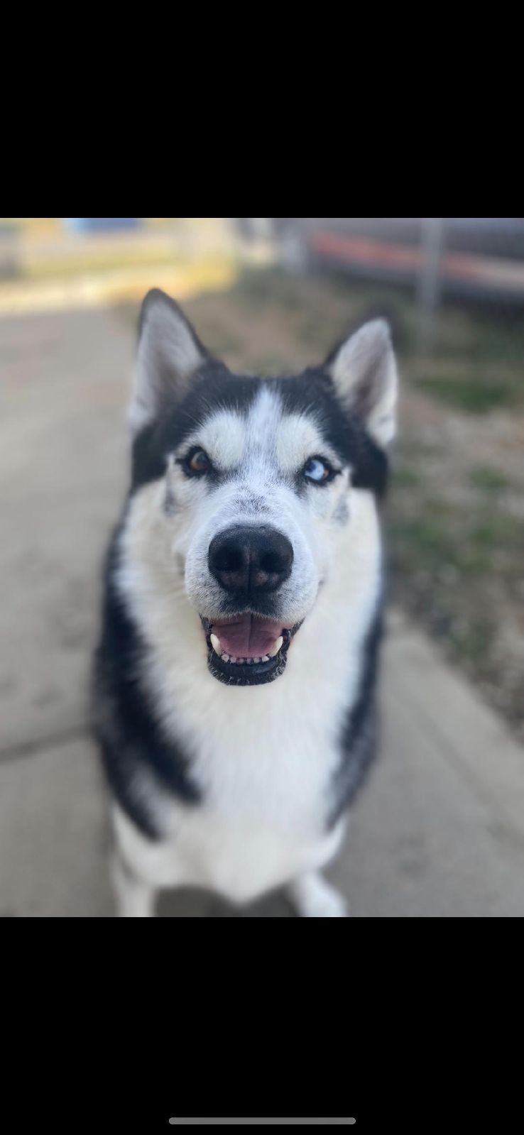 Thor, a Adoptable Husky in Loveland, OH image 1/4
