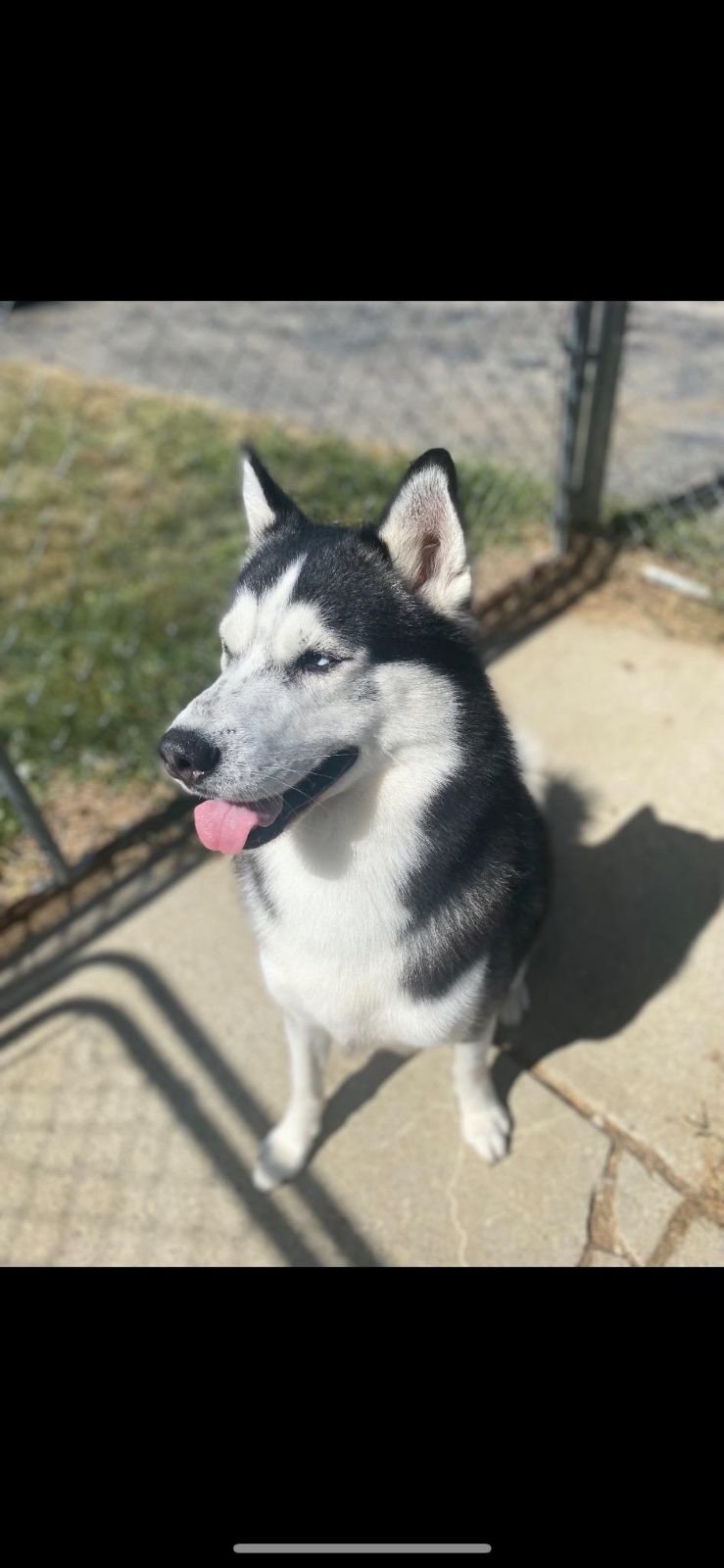 Thor, a Adoptable Husky in Loveland, OH image 3/4