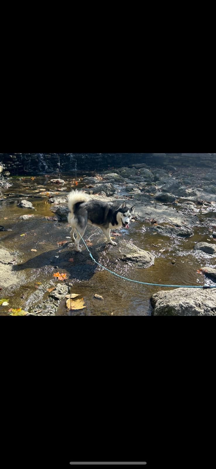 Thor, a Adoptable Husky in Loveland, OH image 4/4
