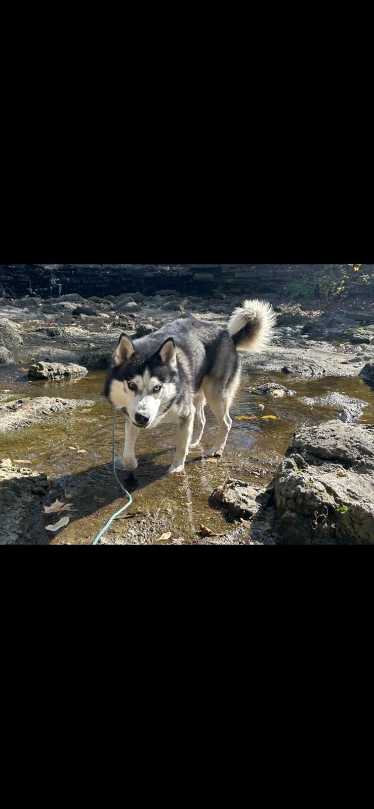 Thor, a Adoptable Husky in Loveland, OH image 2/4