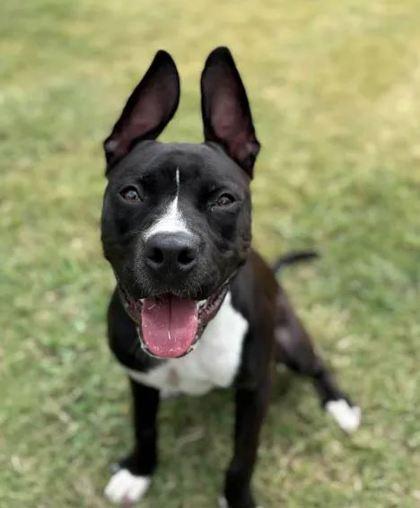 Enlarge Patrick, a Adoptable Mixed Breed in Memphis, TN image 1/3