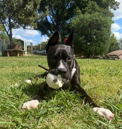 Patrick, a Adoptable Mixed Breed in Memphis, TN image 3/3