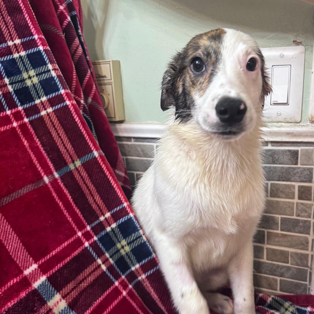 Doc, Adoptable, Puppy Male Mixed Breed.