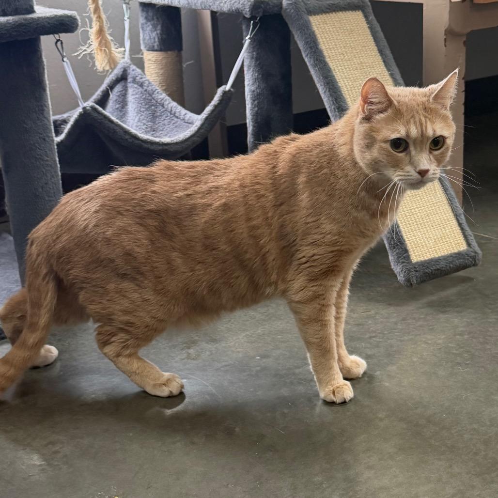 Enlarge Thomas, a Adoptable Domestic Short Hair in Idaho Falls, ID image 1/6