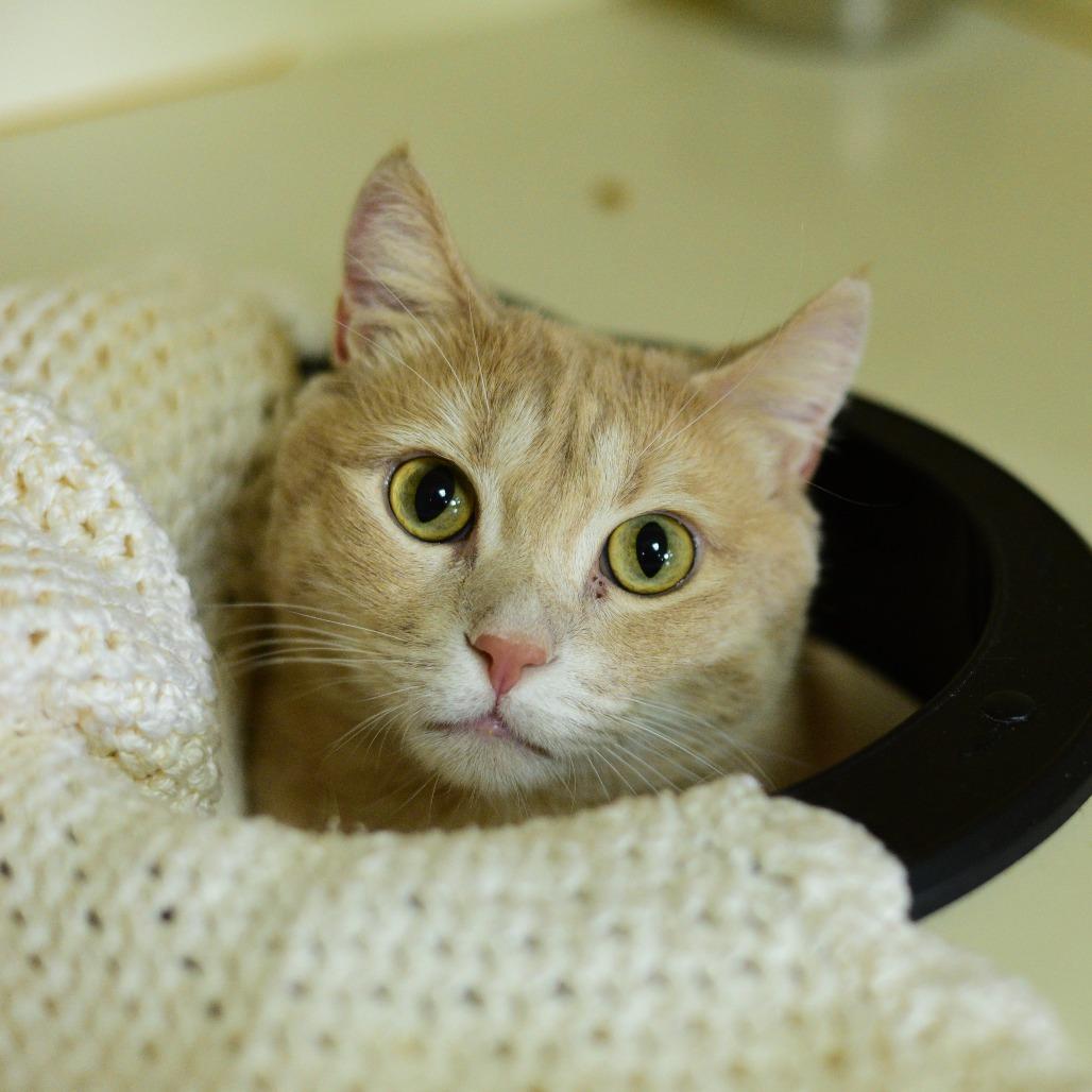 Enlarge Thomas, a Adoptable Domestic Short Hair in Idaho Falls, ID image 2/6