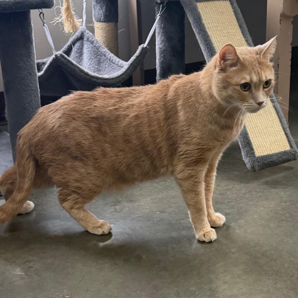 Enlarge Thomas, a Adoptable Domestic Short Hair in Idaho Falls, ID image 3/6