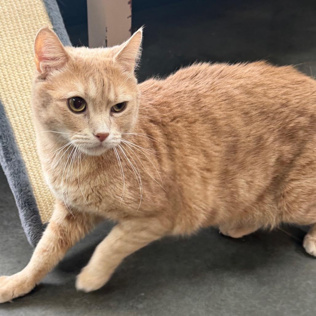 Enlarge Thomas, a Adoptable Domestic Short Hair in Idaho Falls, ID image 4/6