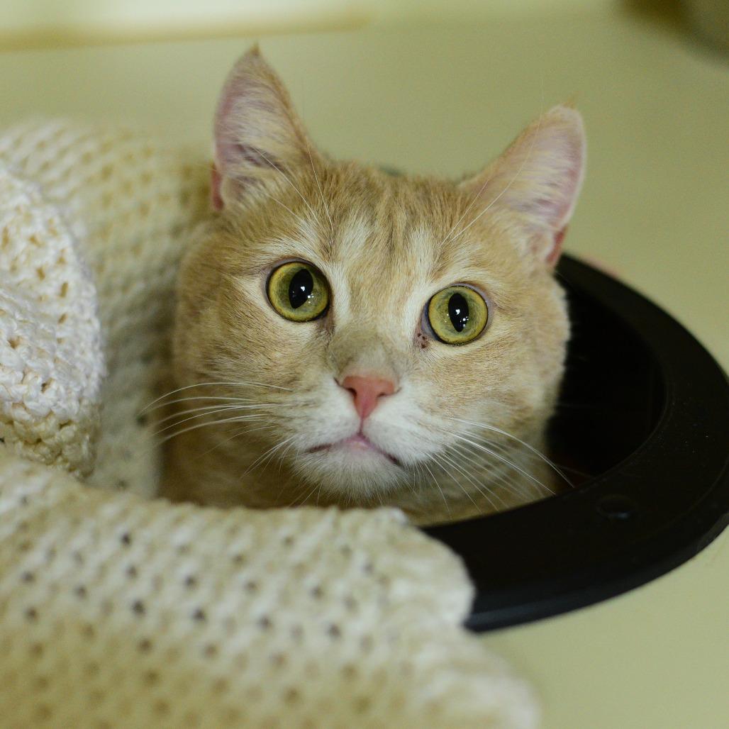 Enlarge Thomas, a Adoptable Domestic Short Hair in Idaho Falls, ID image 5/6